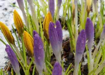 Березень на городі, в саду та квітнику