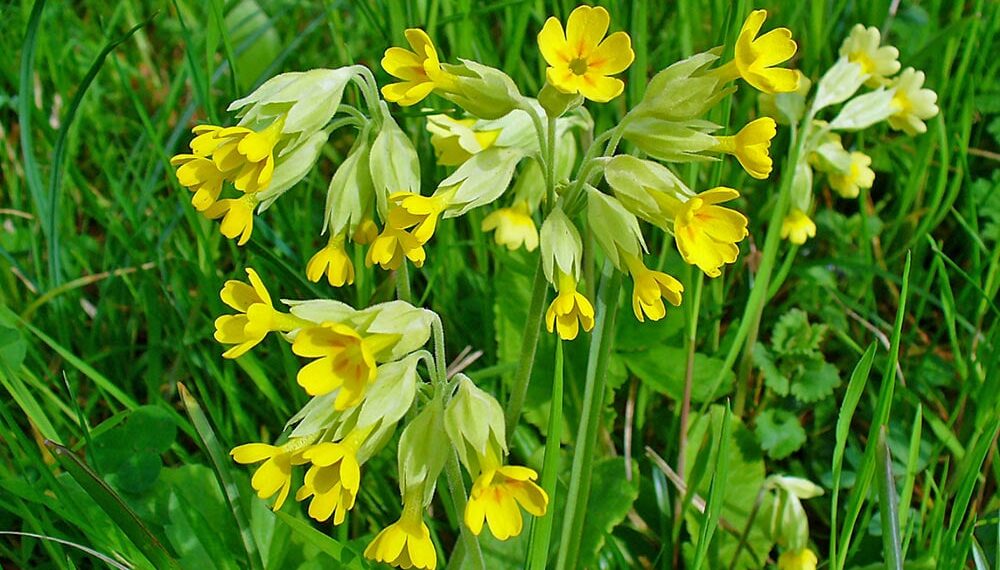 Народна медицина: що лікує первоцвіт весняний?