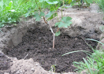 Як підготувати посадкову яму під виноград