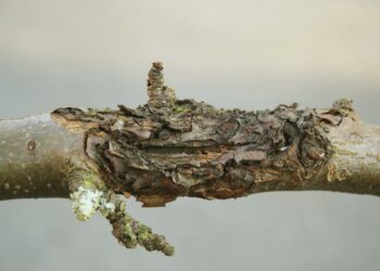 Лікуємо рани на плодових