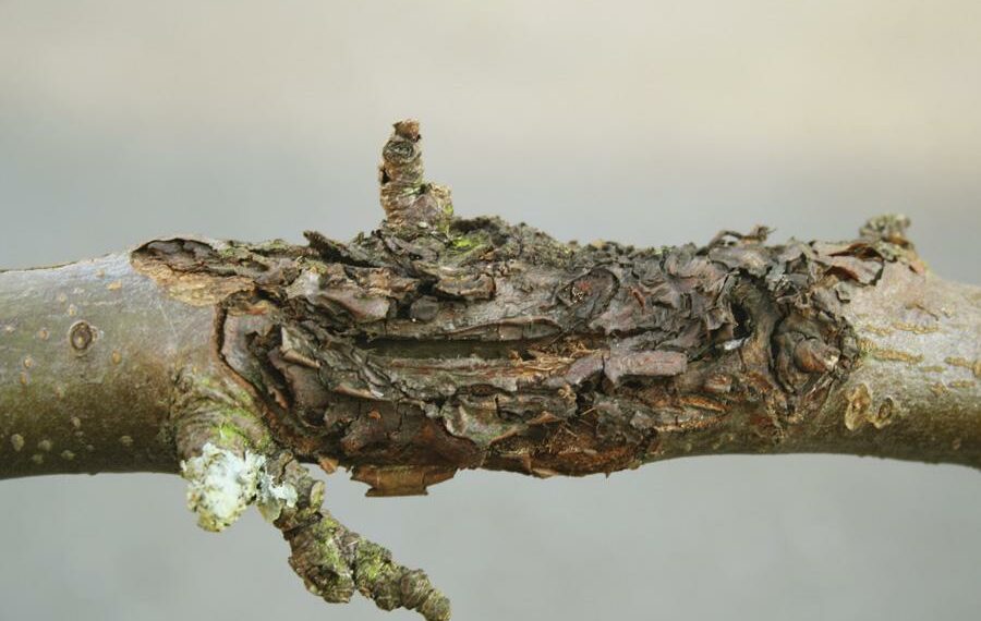 Лікуємо рани на плодових