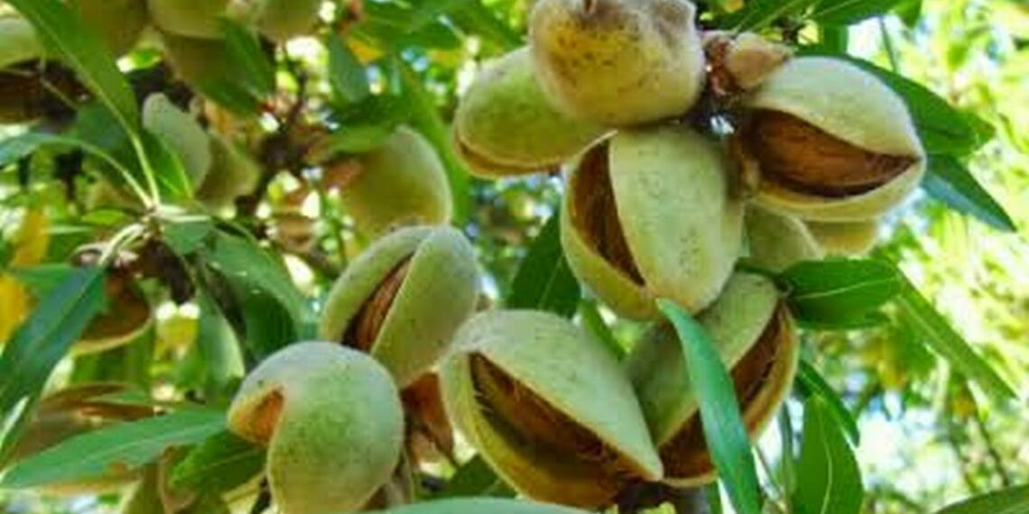 Як виростити мигдаль