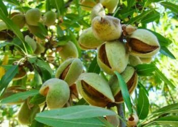 Як виростити мигдаль