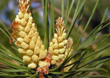 Бруньки сосни від кашлю помічні