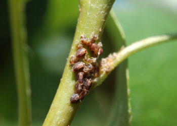 “Мед” на груші