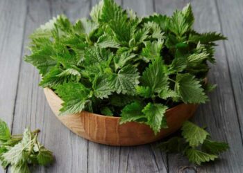 Народна медицина: як відновити сили після зими