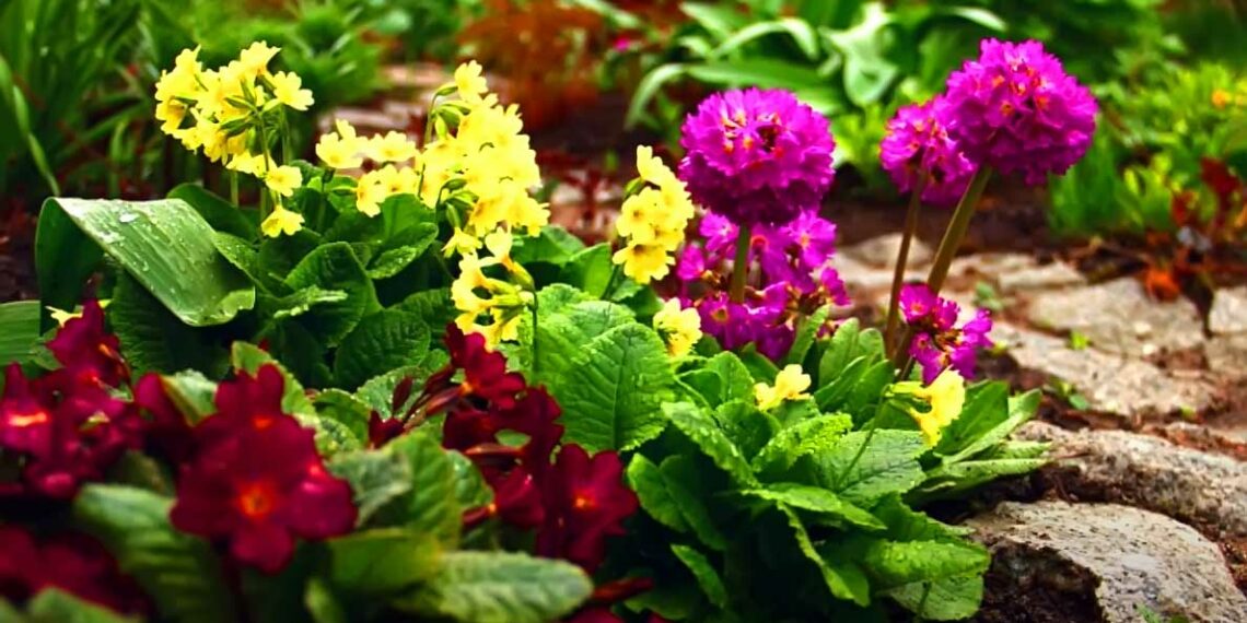 Як виростити примулу