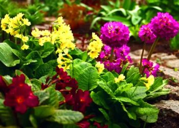 Як виростити примулу