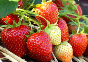 Біля полуниці треба потрудиться