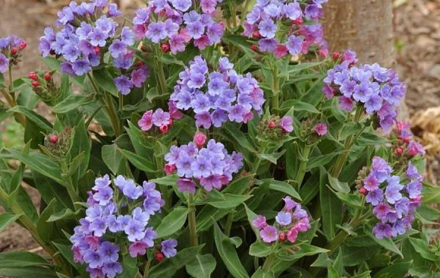 Народна медицина: корисні властивості медунки лікарської