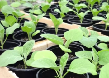 Баклажани пікіруйте обережно