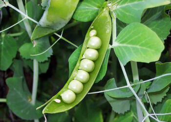 Як і коли сіяти горох