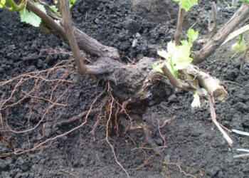 Що таке катарування і навіщо воно потрібне?