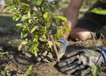 Кореневу шийку дерева не заглиблюйте