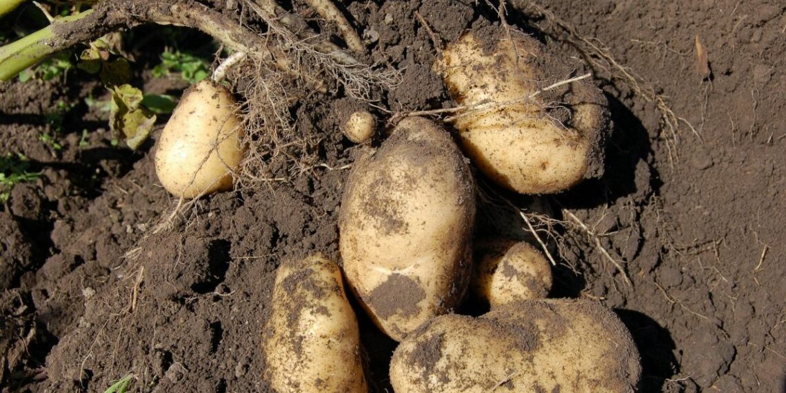 6 порад, як отримати щедрий урожай картоплі