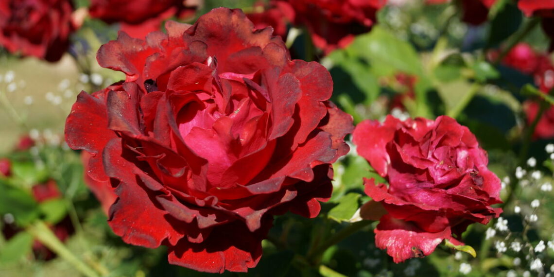 Самоочисні троянди