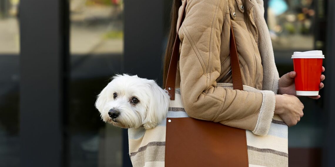 Із домашнім улюбленцем до магазину: вхід заборонено?