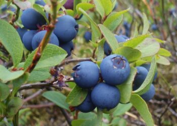 Як підживити лохину?