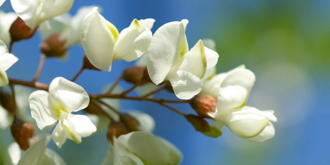 Чим цінні квіти акації