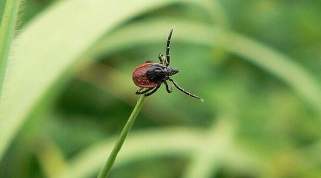 Буваючи на природі, не забувайте про кліщів!