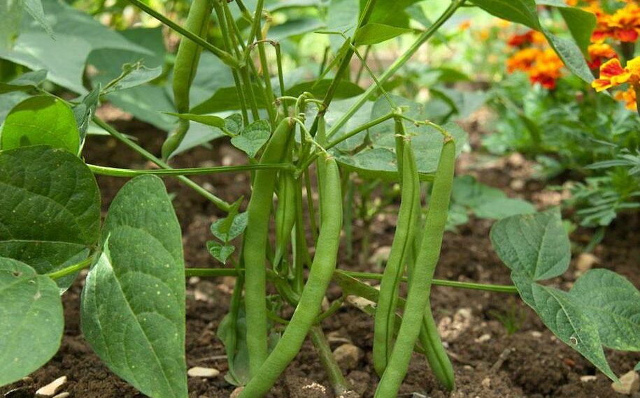 Чому жовтіє квасоля?