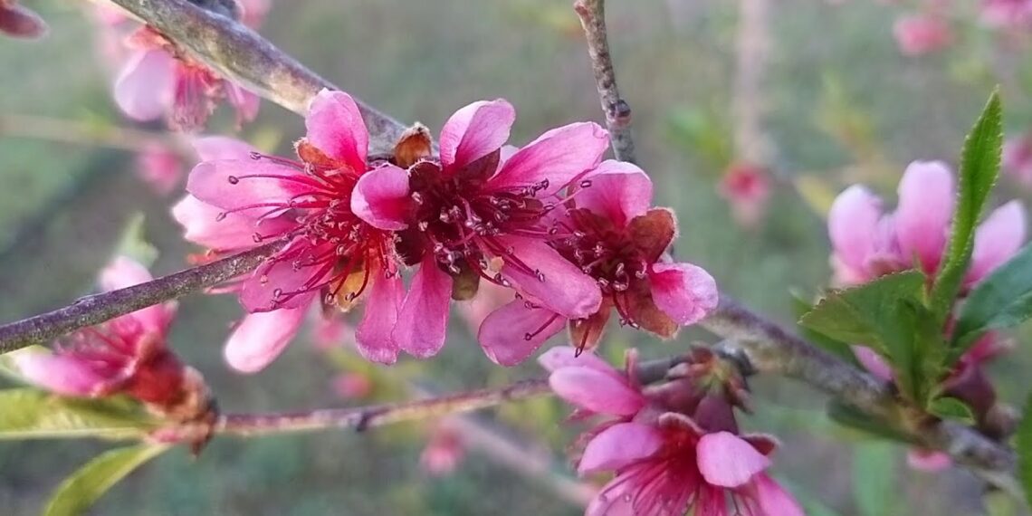 Чи не пізно обробляти персик після цвітіння?