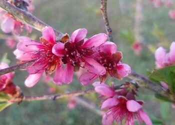 Чи не пізно обробляти персик після цвітіння?