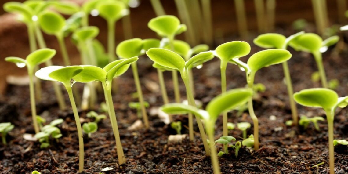 Навіщо міряти температуру… ґрунту?