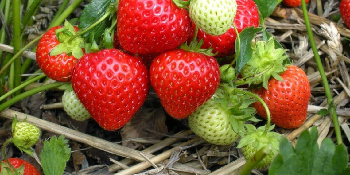 Вуса полуниці — видаляйте