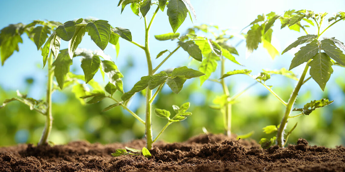 Допоможіть розсаді акліматизуватись