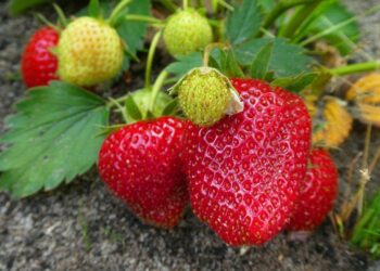Як підвищити врожайність полуниці
