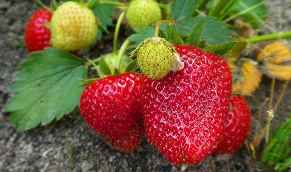 Як підвищити врожайність полуниці