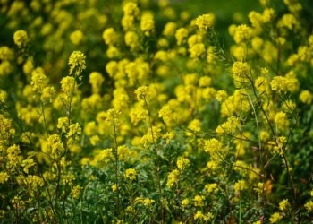Макуха гірчиці — грядці помічниця