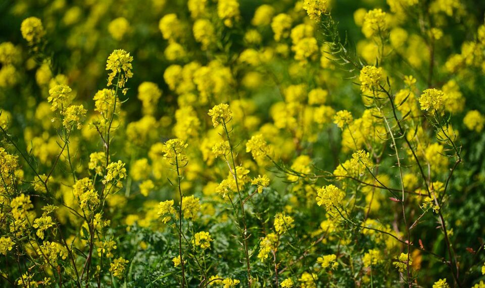 Макуха гірчиці — грядці помічниця