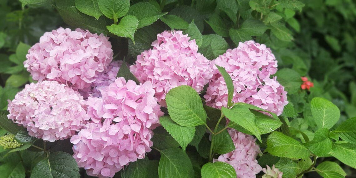 Гортензія любить вологу і затінок