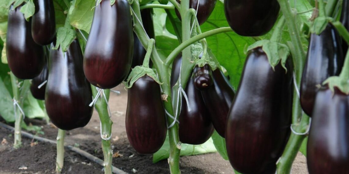 Як не обтяжити баклажани