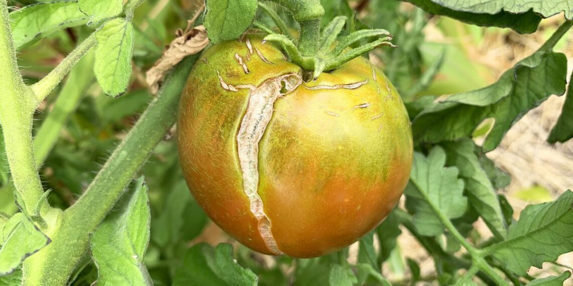 Тріщини на помідорах можуть бути небезпечні