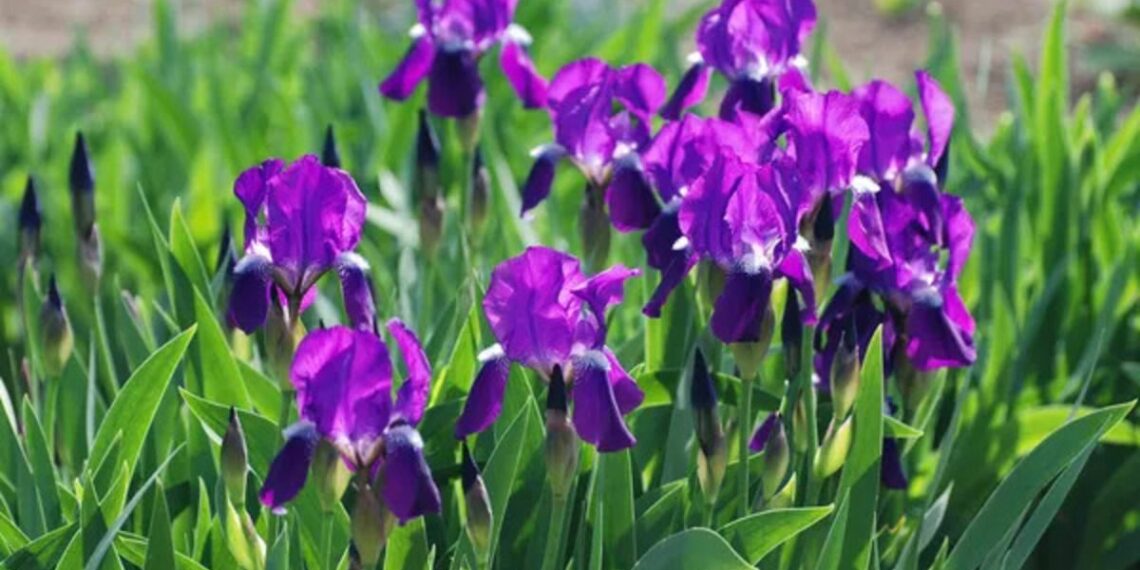 Півники відцвіли, та догляд триває