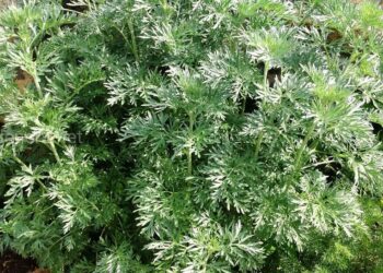 Полин прожене шкідників