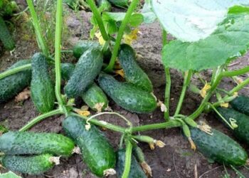 Хочете мати огірки? Прищипуйте верхівки