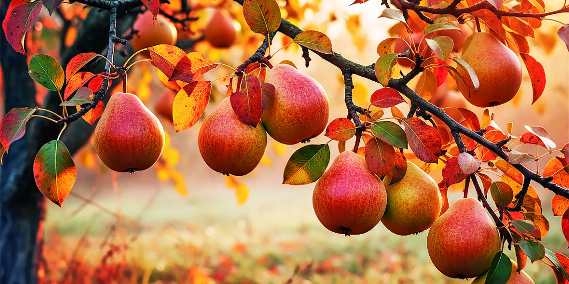 А груші ще висять…