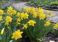 «Долина нарцисів» на власній клумбі