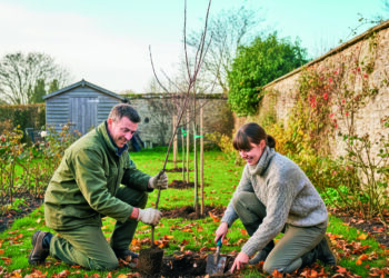 Листопад на городі, в саду та квітнику