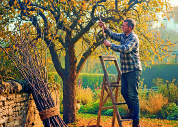 Осінні живці краще приживаються