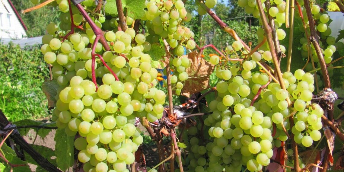 Перевозимо виноград на далекі відстані