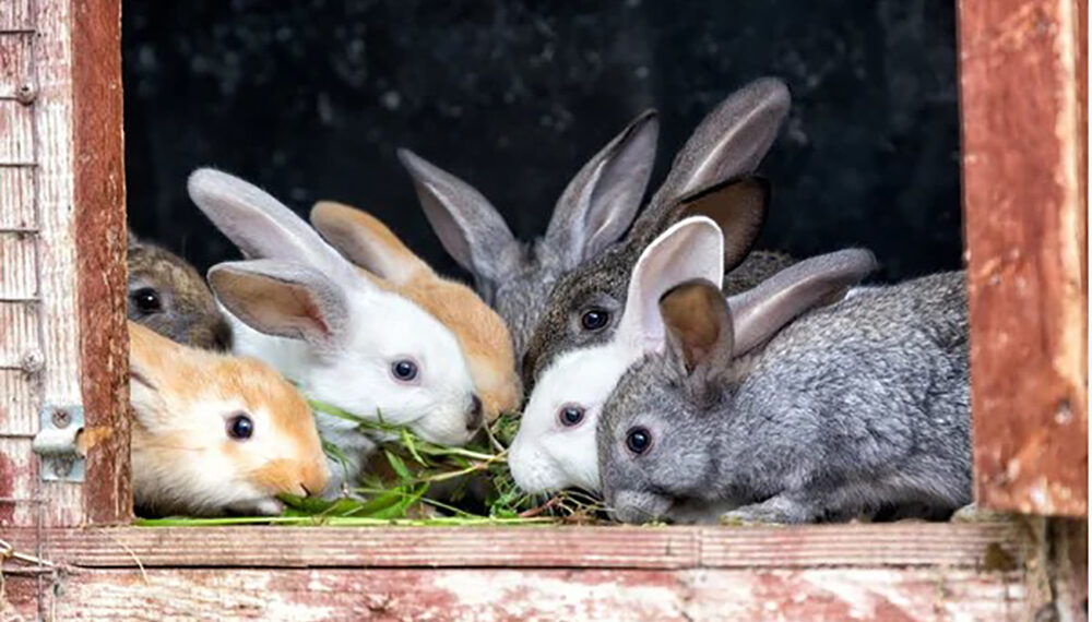 Вуханям — комфортна зимівля