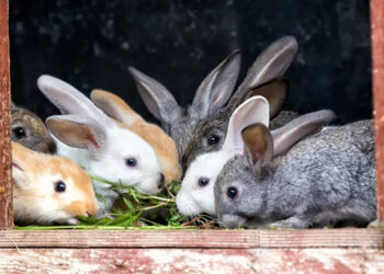 Вуханям — комфортна зимівля