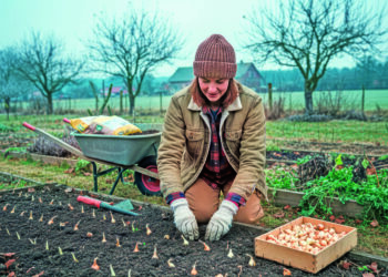 Висаджуємо цибулю під зиму