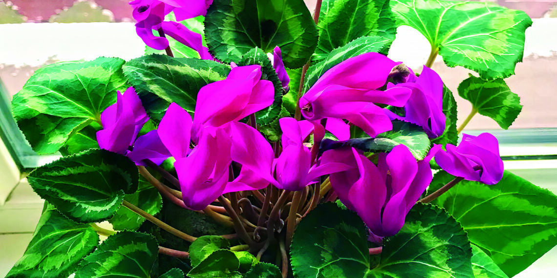 Цикламен зацвіте до свят