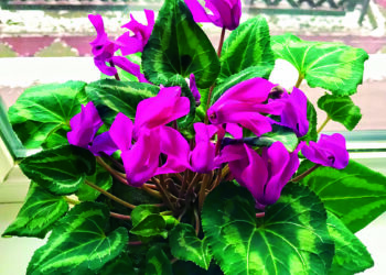 Цикламен зацвіте до свят